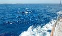 213 Dolphin Welcome